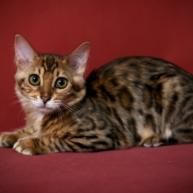 Emmy
(Cashmere / Longhair)