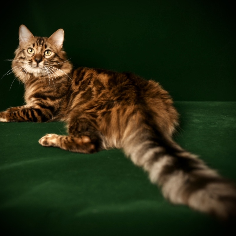 Wincent 
Cashmere / LH Bengal