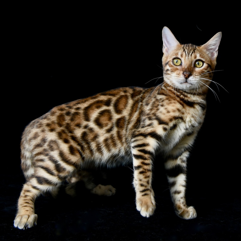 Pandora
(CFA) Grand Champion
(TICA) RW TGC